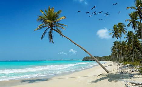 Bahamas beach and palm tree